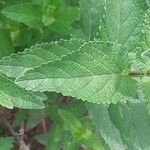 Nepeta grandiflora Hoja
