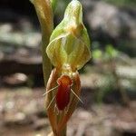 Pterostylis pusilla