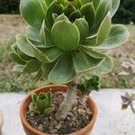 Aeonium balsamiferum 叶