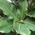 Quercus pontica Blatt