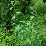 Atriplex sagittata Habit