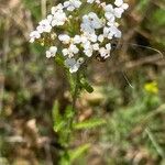 Achillea setacea Floare