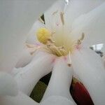 Rhododendron leucogigas Flower
