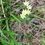 Nothoscordum bivalve Blomma