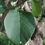 Cordia africana Leaf