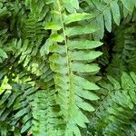 Polystichum acrostichoides ഇല