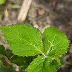 Viola blanda Leaf