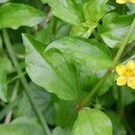 Lysimachia nemorum Fuelha