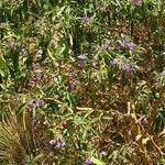 Solanum elaeagnifolium Foglia