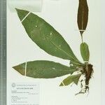 Elaphoglossum luridum Leaf