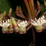 Marcgravia nepenthoides Flor