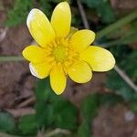 Ranunculus ficariaFlower