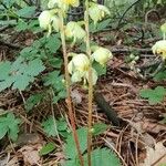 Pyrola chlorantha Kvet