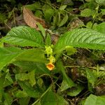 Chrysothemis friedrichsthaliana