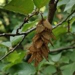 Ostrya japonica Hedelmä