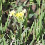 Lithospermum incisum Habitus