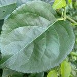 Premna serratifolia Blatt