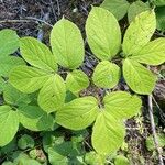 Aralia nudicaulisЛіст