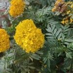 Tagetes erectaᱵᱟᱦᱟ