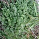 Galium maritimum Habit