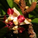 Theobroma grandiflorum Flor