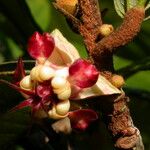 Theobroma grandiflorum Flower