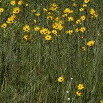 Coreopsis gladiata Habitus