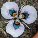 Moraea villosa Blüte