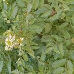 Nasturtium officinale Habit