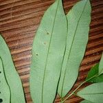 Hylodendron gabunense Hoja