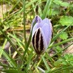 Crocus biflorus Květ