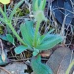 Tuberaria guttata Leht