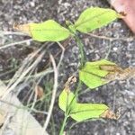 Jasminum beesianum Blatt