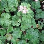 Rubus tricolor Leaf