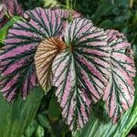 Begonia brevirimosa Leaf