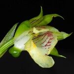 Eulophia pulchra Flor