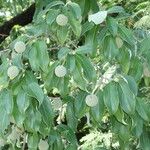 Cornus capitata 果