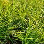 Carex muskingumensis 葉