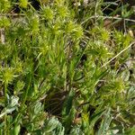 Echinaria capitata Habit