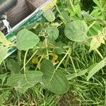 Solanum abutiloides Blatt