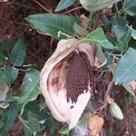 Araujia sericifera Frukt