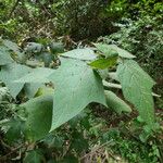 Solanum acerifolium Leaf