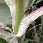 Nicotiana tomentosa Corteccia