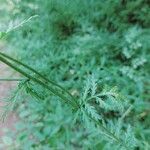 Tanacetum corymbosum 葉