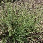 Eriogonum fasciculatum Folla