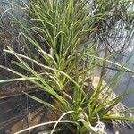 Crinum viviparum Leaf