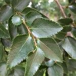 Nothofagus nitida Altres