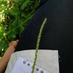 Plantago rugelii Folha