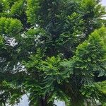 Phyllanthus acidus 葉