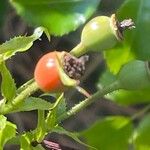 Rosa pendulina Fruto